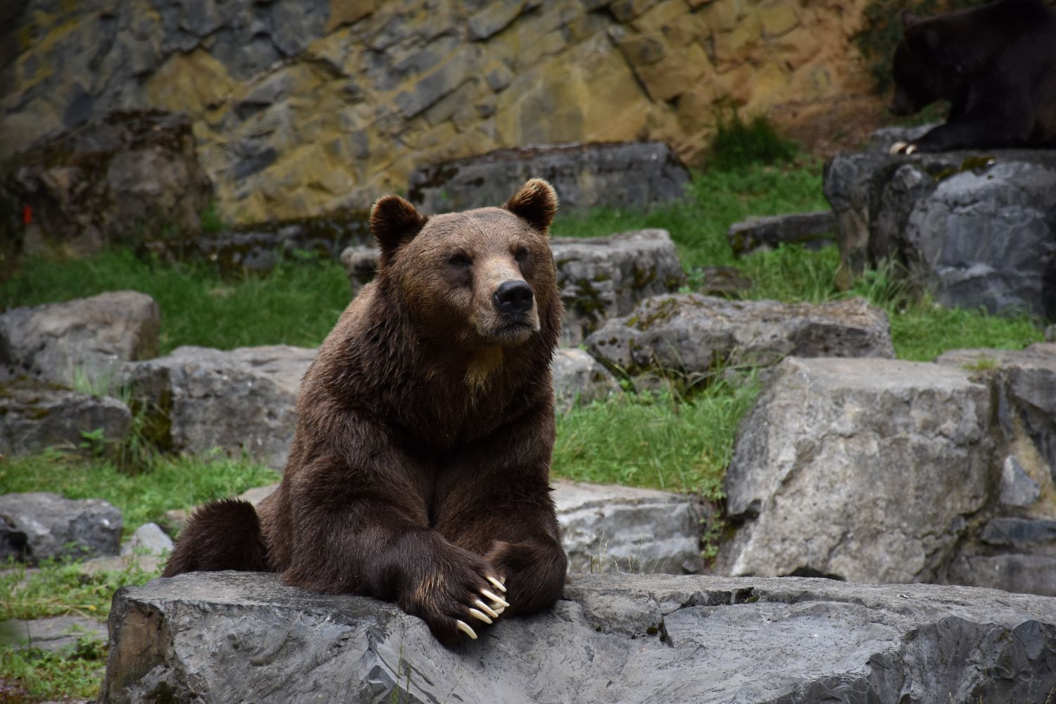 ardennen – bruine beer in dierenpark grotten van han – belgie