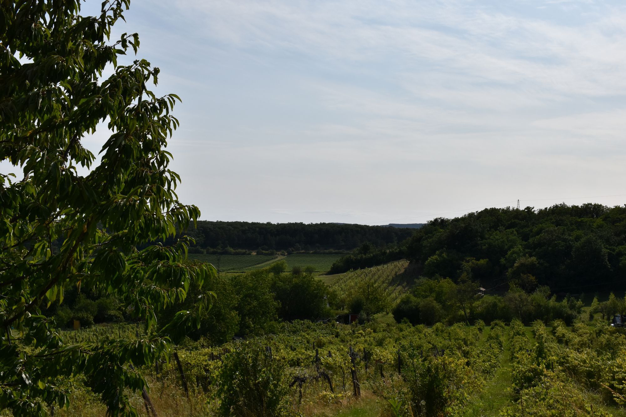 wijngaarden bij het balatonmeer in hongarije