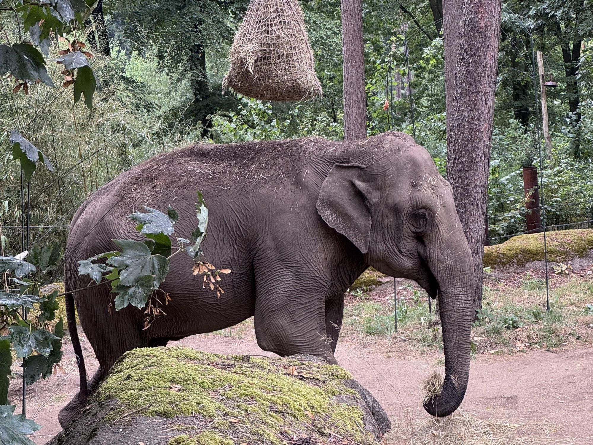 Een olifant met hooinet boven haar in Burgers' Zoo in Arnhem