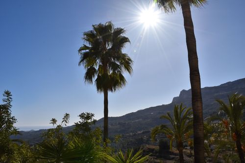 Palmbomen in een zonnig landschap in Spanje met blauwe lucht