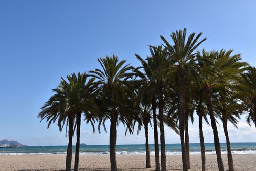 Palmbomen langs een strand in Spanje met zee en zand