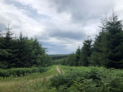 ardennen – bospad tussen bomen – belgie